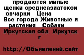 продаются милые щенки среднеазиатской овчарки › Цена ­ 30 000 - Все города Животные и растения » Собаки   . Иркутская обл.,Иркутск г.
